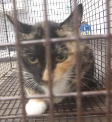 Shelter Stray Female Cat last seen Near Bopamo Lane, DUSON, LA, 70529, 410 Dugas Rd, Lafayette, LA 70507, USA