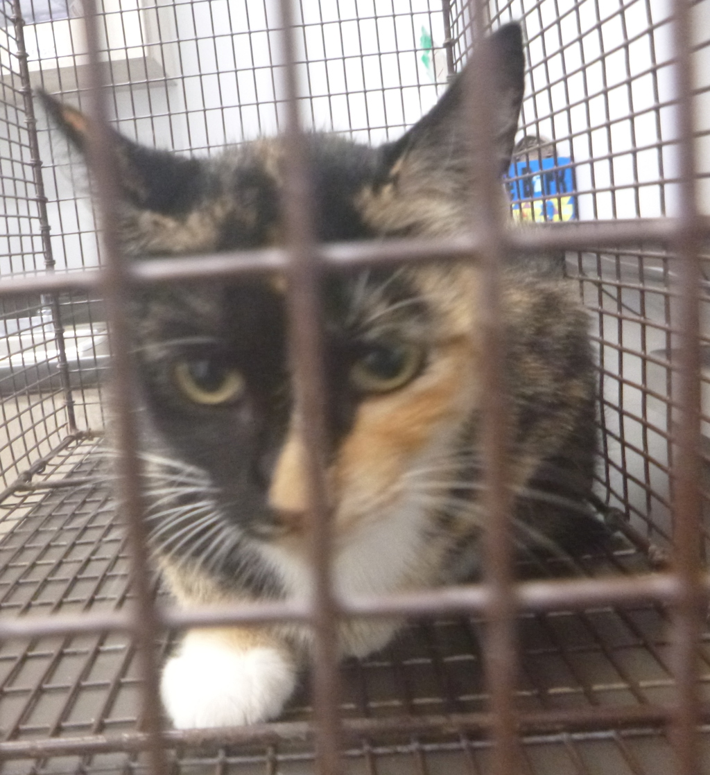 Shelter Stray Female Cat last seen Near Bopamo Lane, DUSON, LA, 70529, 410 Dugas Rd, Lafayette, LA 70507, USA