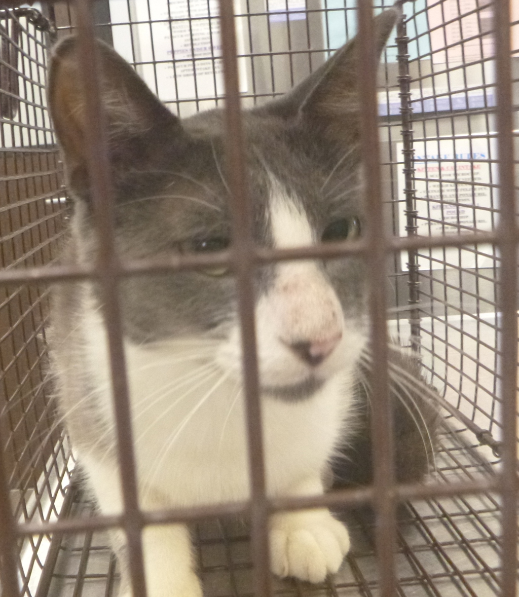 Shelter Stray Female Cat last seen Near N Dugas Road, LAFAYETTE, LA, 70507, 410 Dugas Rd, Lafayette, LA 70507, USA