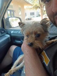 Found/Stray Male Dog last seen Lemasa Rd, Midland, TX 79701
