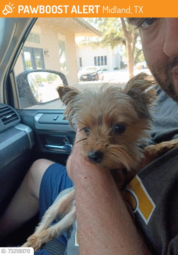 Found/Stray Male Dog last seen Lemasa Rd, Midland, TX 79701