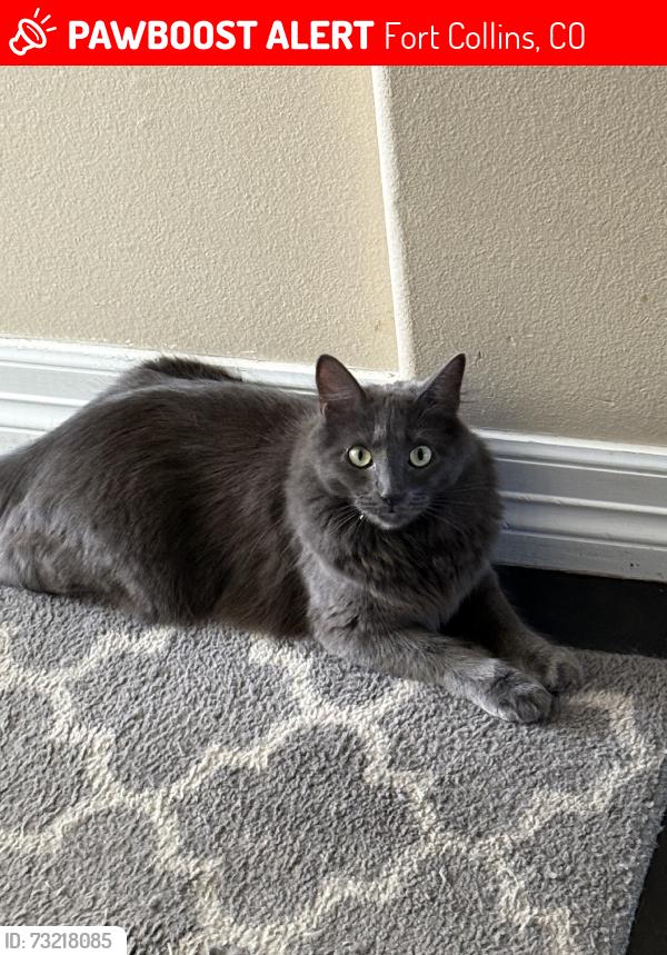 Lost Male Cat last seen College- Lemay, Trilby-Harmony, Fort Collins, CO 80525