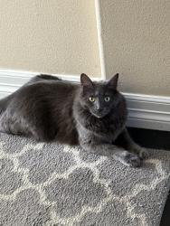 Lost Male Cat last seen College- Lemay, Trilby-Harmony, Fort Collins, CO 80525