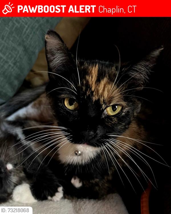 Lost Female Cat last seen Bujak Road / Bebbington Extension, Chaplin, CT 06235
