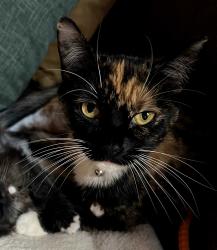 Lost Female Cat last seen Bujak Road / Bebbington Extension, Chaplin, CT 06235