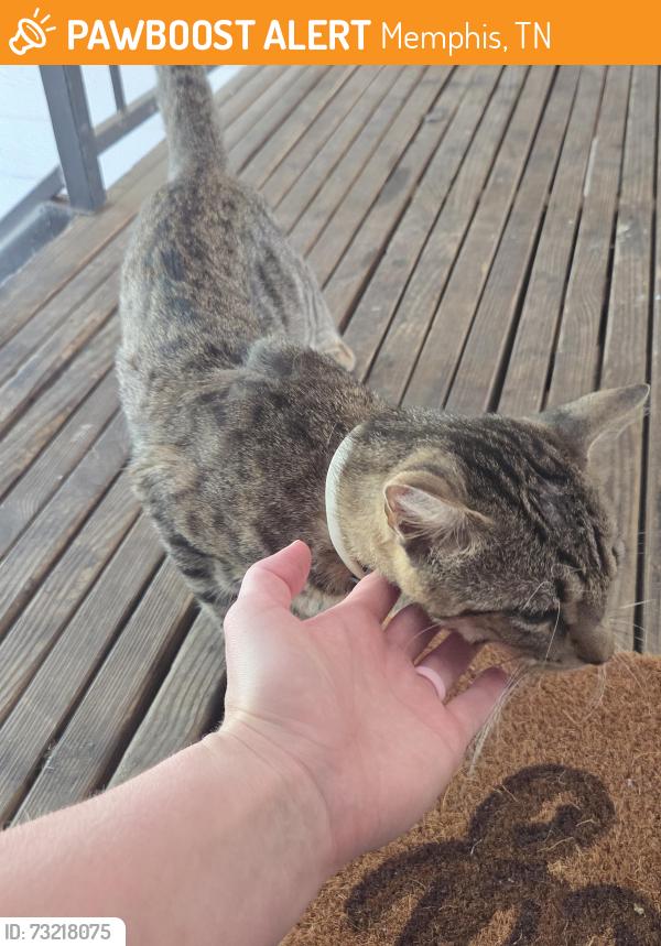 Found/Stray Unknown Cat last seen Stonebridge Crossing Apartments - Morning Lake Dr, Cordova, TN 38016, Memphis, TN 38016