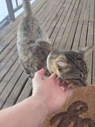 Found/Stray Unknown Cat last seen Stonebridge Crossing Apartments - Morning Lake Dr, Cordova, TN 38016, Memphis, TN 38016