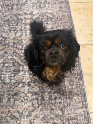 Found/Stray Male Dog last seen Bissonet, Sugar Land, TX 77498