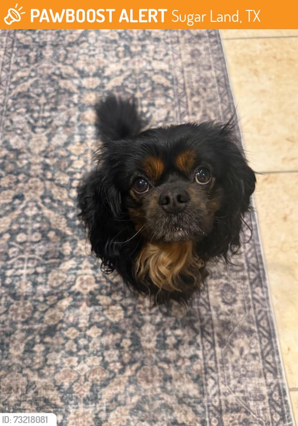Found/Stray Male Dog last seen Bissonet, Sugar Land, TX 77498