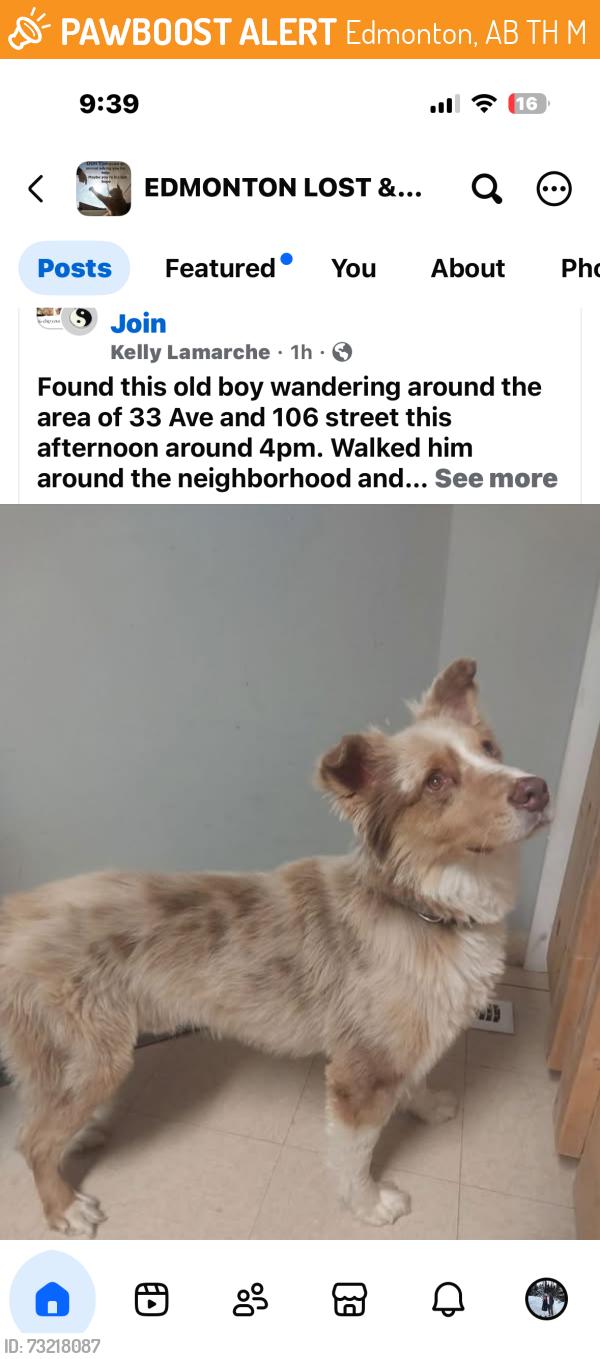 Found/Stray Male Dog last seen Steinhauer, Edmonton, AB T5H 4M7