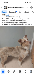 Found/Stray Male Dog last seen Steinhauer, Edmonton, AB T5H 4M7