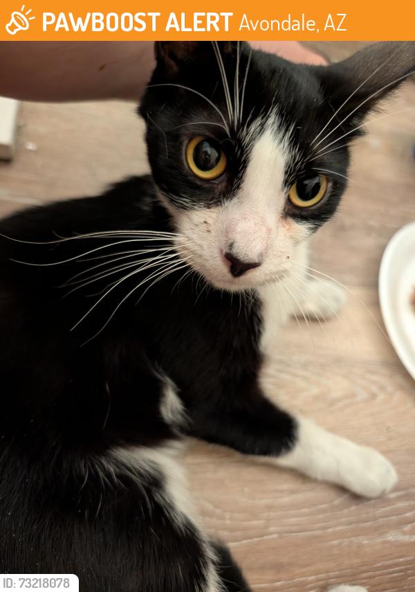 Found/Stray Male Cat last seen N Eliseo Felix Jr Way, Avondale, AZ 85323