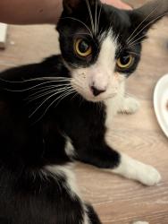 Found/Stray Male Cat last seen N Eliseo Felix Jr Way, Avondale, AZ 85323