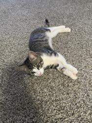 Found/Stray Unknown Cat last seen Westchester Lane and Westchester Drive, Athens, GA 30606