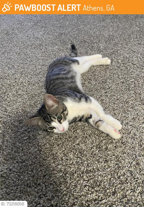 Found/Stray Unknown Cat last seen Westchester Lane and Westchester Drive, Athens, GA 30606