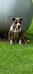 Found/Stray Male Dog last seen Seminole Mt pisgah church, Broadway, NC 27505