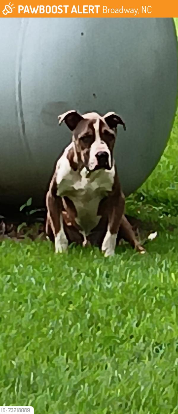 Found/Stray Male Dog last seen Seminole Mt pisgah church, Broadway, NC 27505