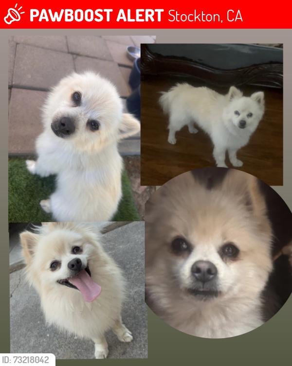 Lost Male Dog last seen Near S Windsor Ave Stockton, Stockton, CA 95205