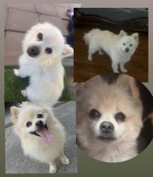 Lost Male Dog last seen Near S Windsor Ave Stockton, Stockton, CA 95205