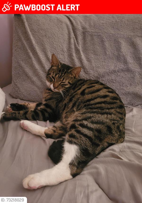 Lost Male Cat last seen Spinney drive, bury. Lancs, Greater Manchester, England BL9 5HF