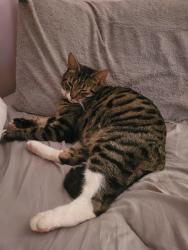 Lost Male Cat last seen Spinney drive, bury. Lancs, Greater Manchester, England BL9 5HF
