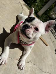 Reunited Female Dog last seen Pashal and cervera, Wildomar, CA 92595