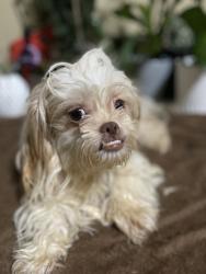 Lost Female Dog last seen Upper Gulph Road, Wayne, PA 19087