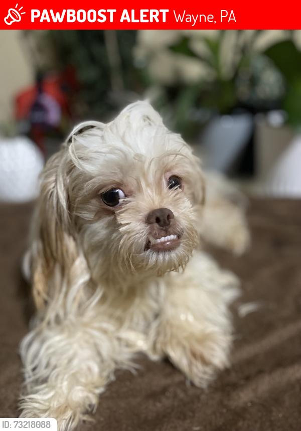 Lost Female Dog last seen Upper Gulph Road, Wayne, PA 19087
