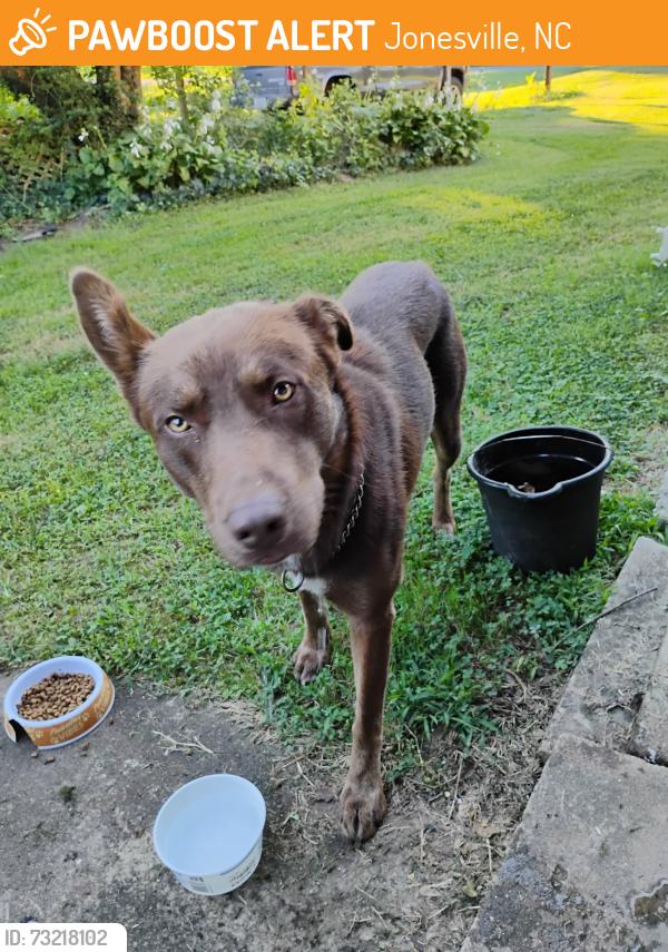Found/Stray Male Dog last seen Swan creek rd and cedar lake golf course rd, Jonesville, NC 28642
