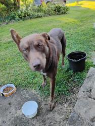 Found/Stray Male Dog last seen Swan creek rd and cedar lake golf course rd, Jonesville, NC 28642