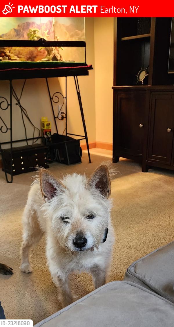 Lost Female Dog last seen State Route 81 and King Hill Earlton Rd, Earlton, NY 12058