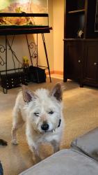 Lost Female Dog last seen State Route 81 and King Hill Earlton Rd, Earlton, NY 12058