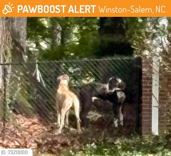 Found/Stray Male Dog last seen Bethania, Winston-Salem, NC 27040