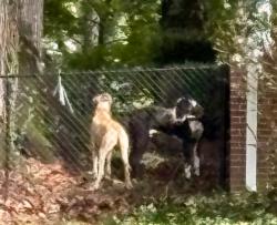 Found/Stray Male Dog last seen Bethania, Winston-Salem, NC 27040