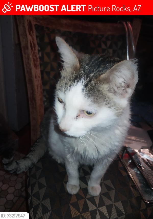 Lost Male Cat last seen Rudasil and Chaparral picture rocks az, Picture Rocks, AZ 85743