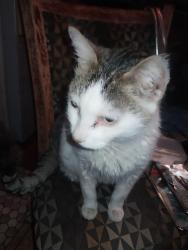 Lost Male Cat last seen Rudasil and Chaparral picture rocks az, Picture Rocks, AZ 85743