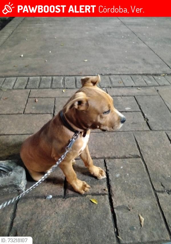 Lost Male Dog last seen Córdoba, Córdoba, Ver. 94472