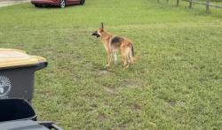 Found/Stray Unknown Dog last seen Wood Duck rd, Jacksonville, FL 32244
