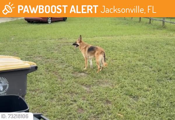 Found/Stray Unknown Dog last seen Wood Duck rd, Jacksonville, FL 32244