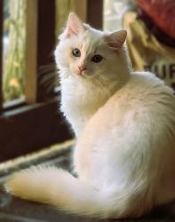 Reunited Male Cat last seen Goodies, Mountlake Terrace, WA 98043