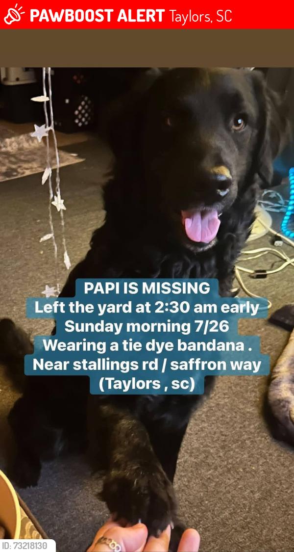 Lost Male Dog last seen Stallings rd and saffron way taylors sc, Taylors, SC 29687