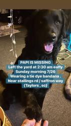 Lost Male Dog last seen Stallings rd and saffron way taylors sc, Taylors, SC 29687
