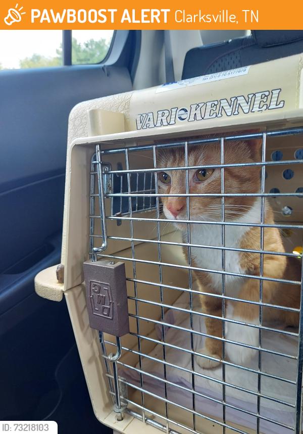 Found/Stray Male Cat last seen Ashton Woods s, Clarksville, TN 37042