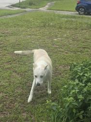 Found/Stray Unknown Dog last seen Pavia Lane, Spring Hill, FL 34606
