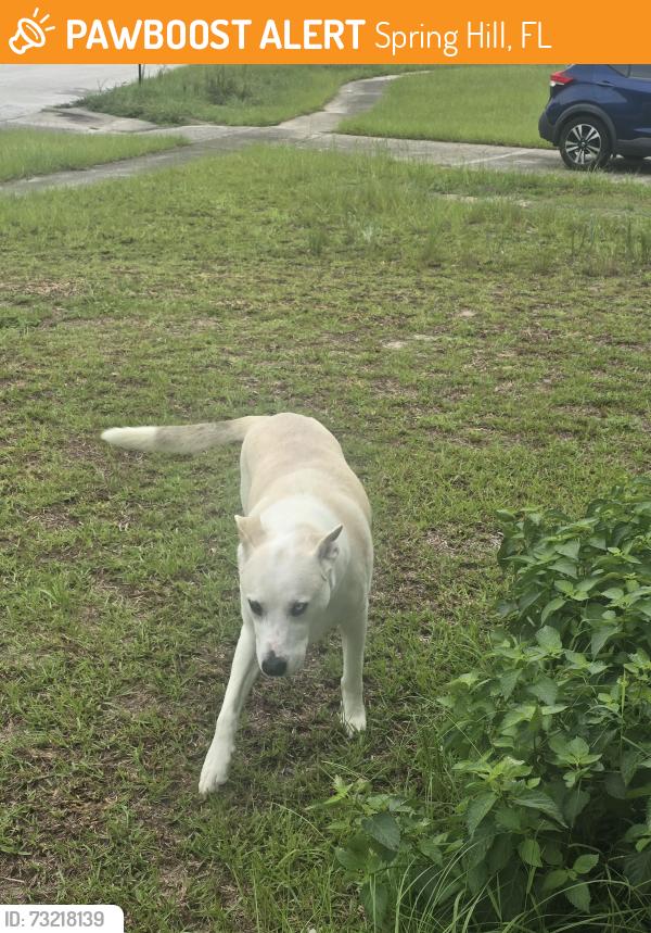 Found/Stray Unknown Dog last seen Pavia Lane, Spring Hill, FL 34606