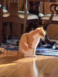 Lost Male Cat last seen Near Indian Head rd Columbia pa, Columbia, PA 17512