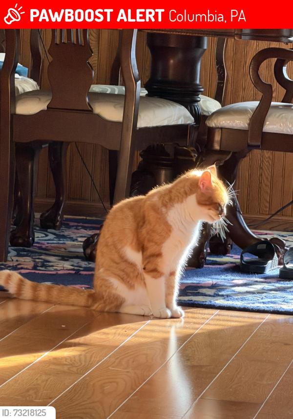 Lost Male Cat last seen Near Indian Head rd Columbia pa, Columbia, PA 17512