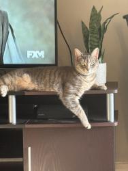 Lost Female Cat last seen Audubon Circle Stevens Pa, Stevens, PA 17578