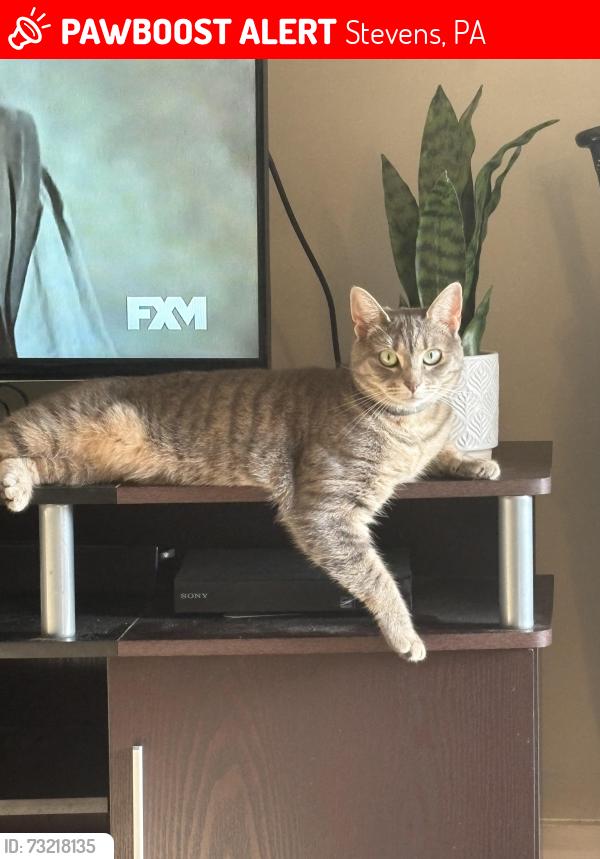 Lost Female Cat last seen Audubon Circle Stevens Pa, Stevens, PA 17578