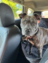 Reunited Male Dog last seen S Rembert, Memphis, TN 38104
